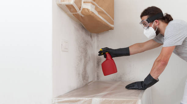 Professional Basement Mold Remediation technician working in Milton, NY